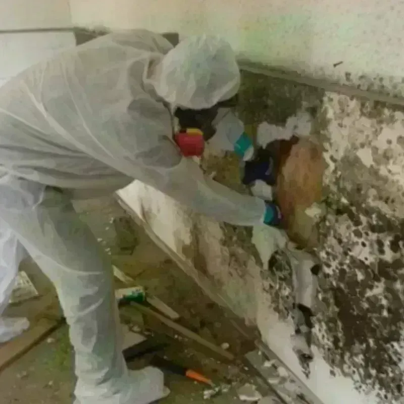 Mold Remediation and Removal in Cooperstown, ND